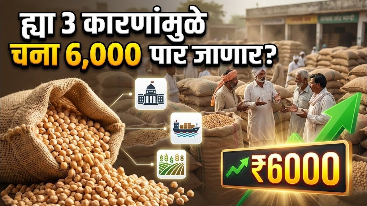 चना बाजाराचा खेळ समजून घ्या! चना 6000 पार जाणार का? चना बाजारभाव, chana bajar bhav, हरभरा भाव 2026