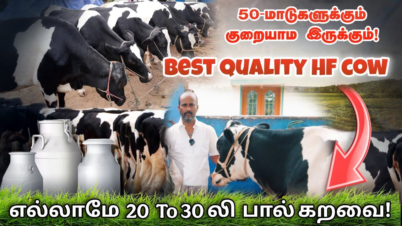 20-30லிட்டர் கறவை கொண்ட 47 HF மாடுகள்  | SRK DAIRY FARM SALEM #hfcow