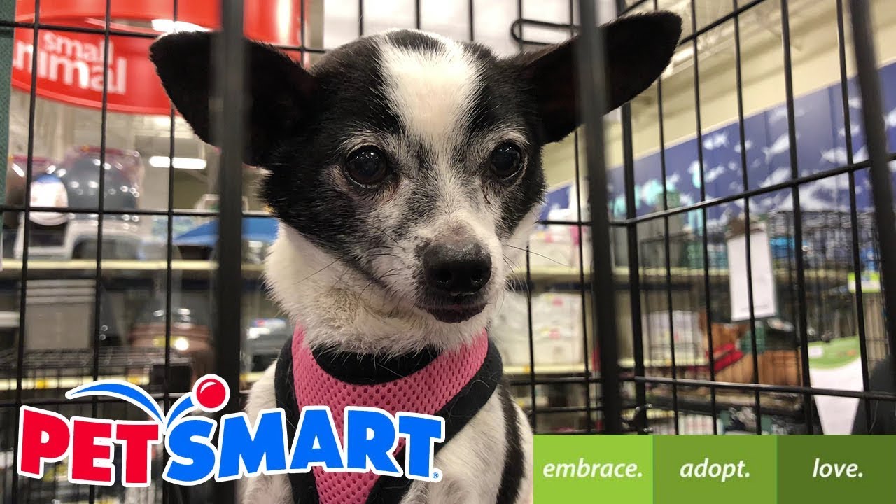PetSmart Dog Adoption