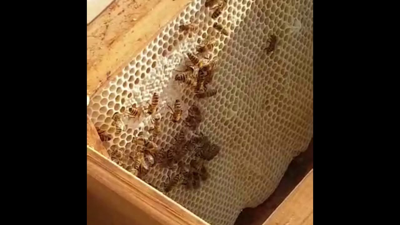 Imkerei am Anfang  Teil 2 Ankunft meiner Bienen V&ouml;lker