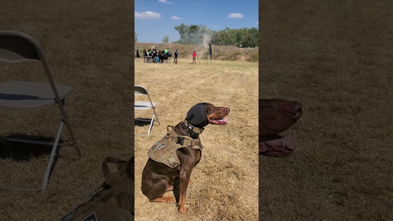 Tactical Doberman AceBoogie checking out the team at 