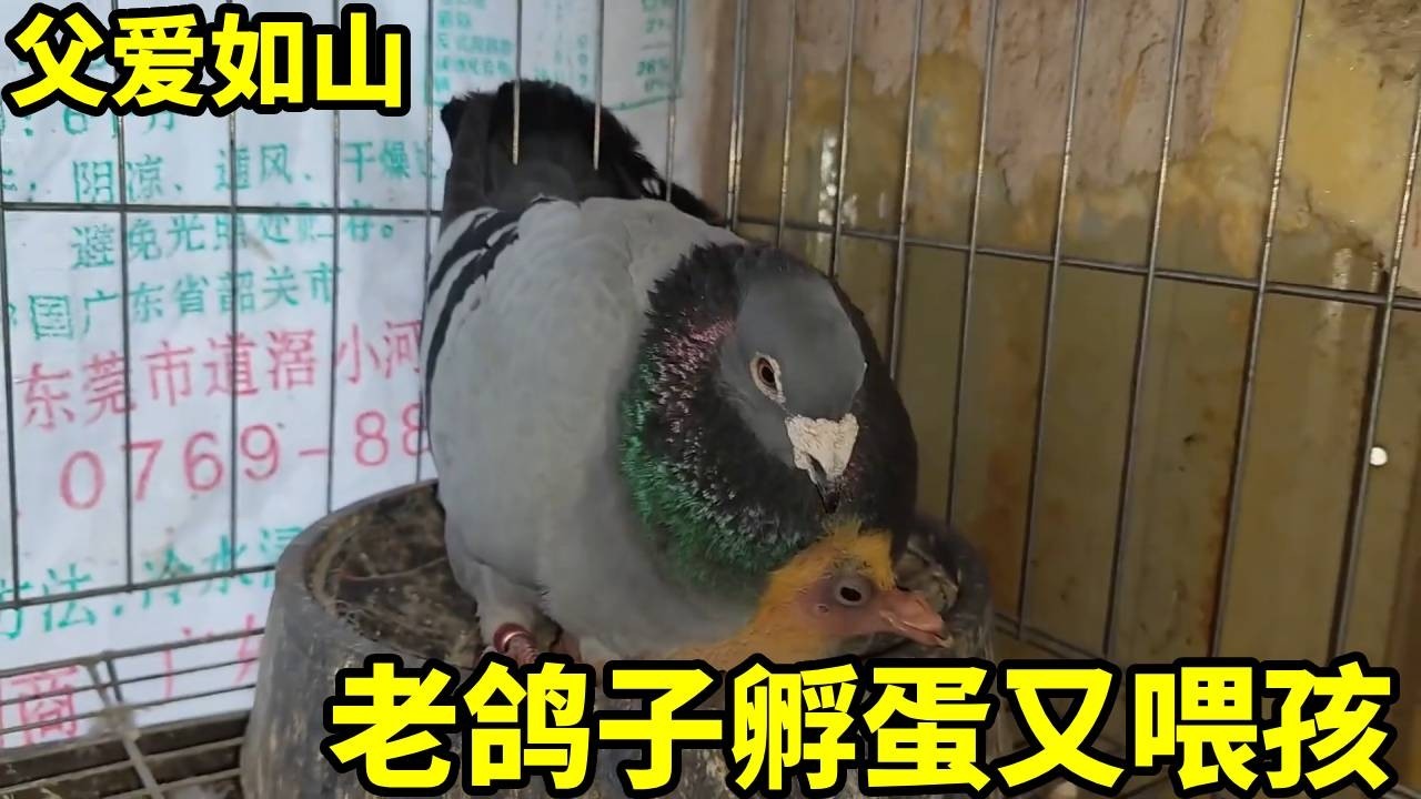 老鸽子真是父爱满满，就算不可能破壳的蛋仍在努力孵，给他放一只小鸽子看会不会照顾！【俏鴿】