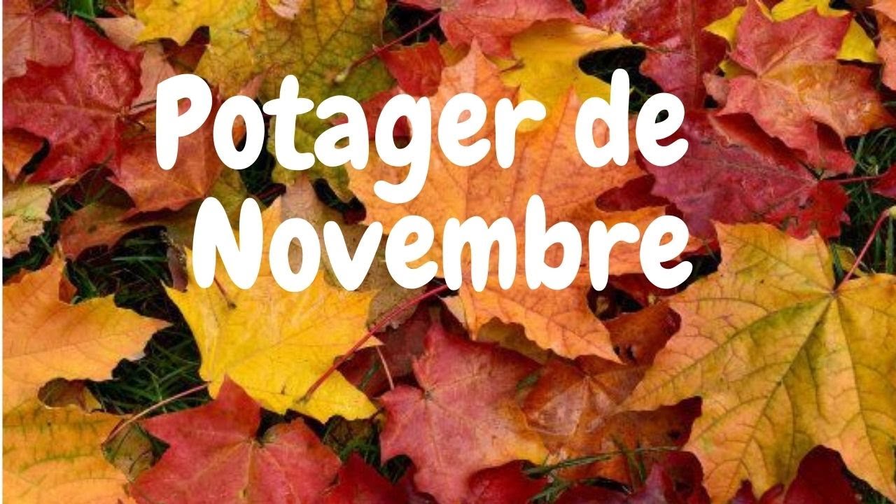 🍁 NOVEMBRE , à quoi ressemble le Potager ?