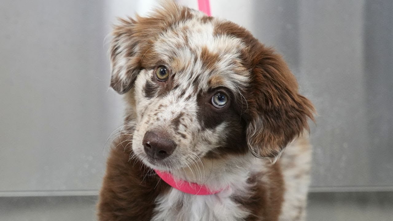The Most Adorable Little Puppy For Your Daily Serotonin Boost