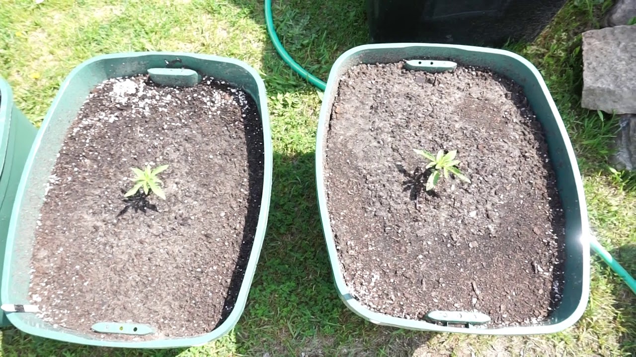 Marijuana, Cannabis, Growing marijuana from seeds