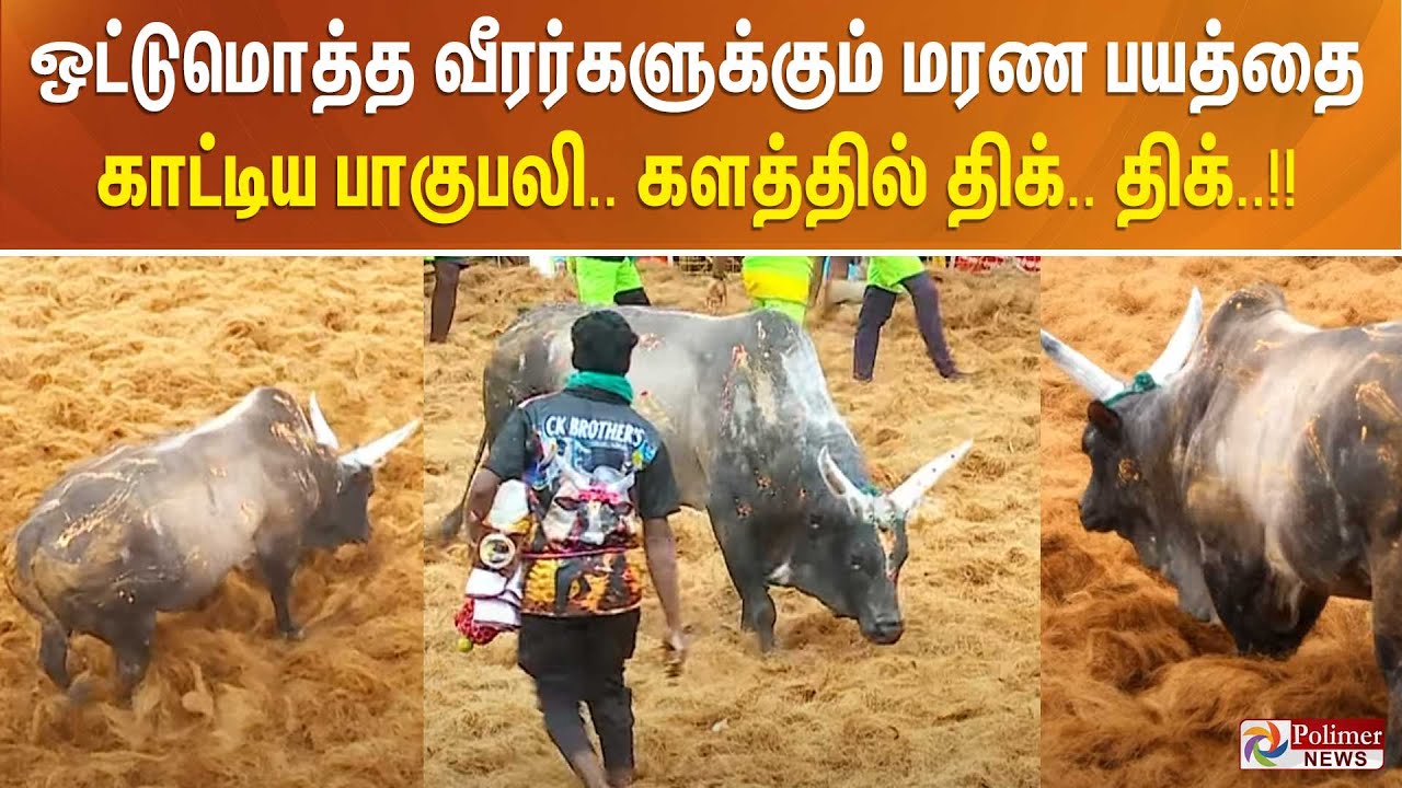 ஒட்டுமொத்த வீரர்களுக்கும் மரண பயத்தை காட்டிய பாகுபலி.. களத்தில் திக்..திக்..!! Palamedu Jallikattu