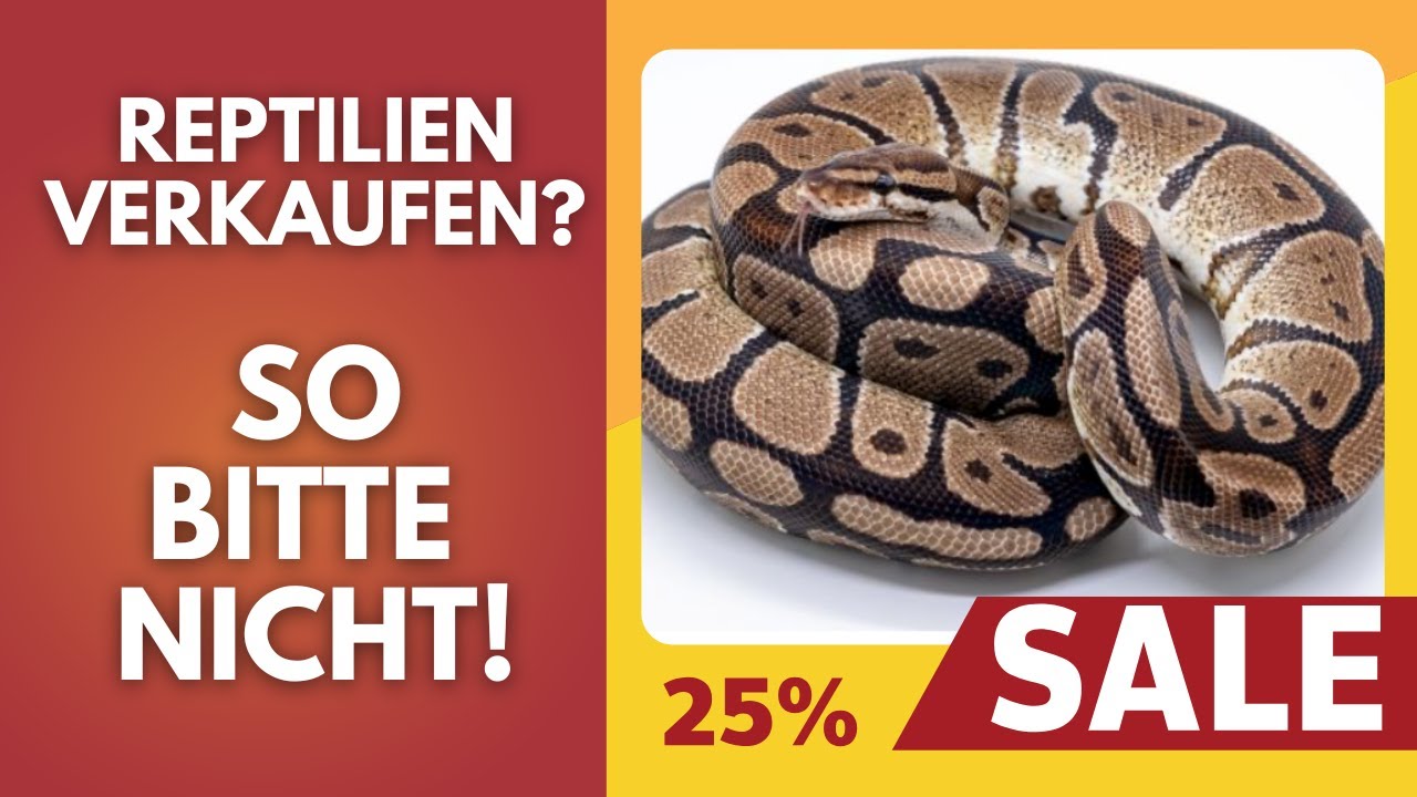 💥 So NICHT! Reptilien richtig inserieren &ndash; Diese Fehler kosten dich K&auml;ufer!