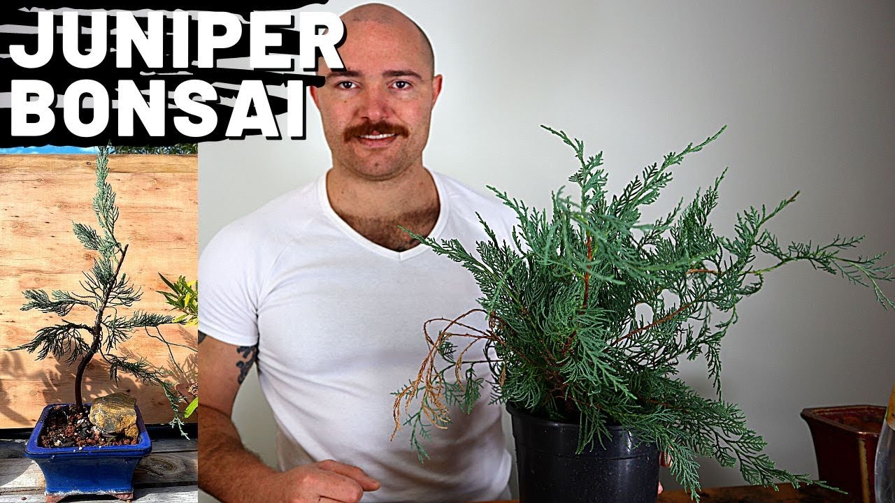 Making a Juniper Bonsai from nursery stock | Grey Owl Juniper - Juniperus virginiana