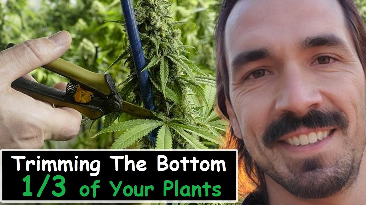 Trimming the  bottom 1/3 of Your Plants