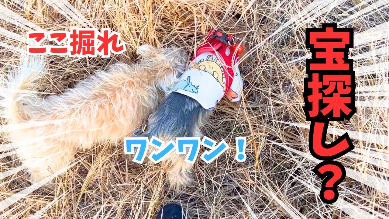 【ヨーキー】何があるの？潜る犬🐶【癒し】