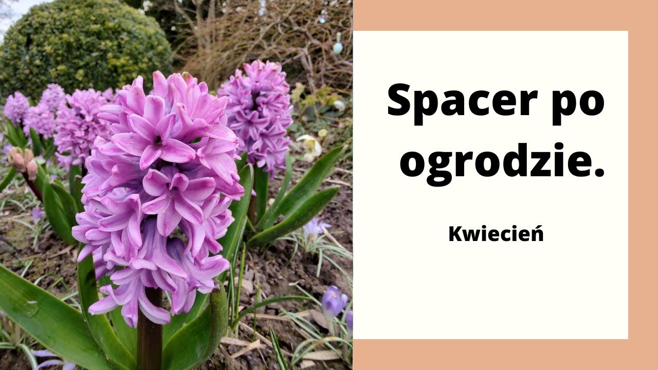 Spacer po ogrodzie. Co kwitnie w pierwszej kwitnie w pierwszej połowie kwietnia