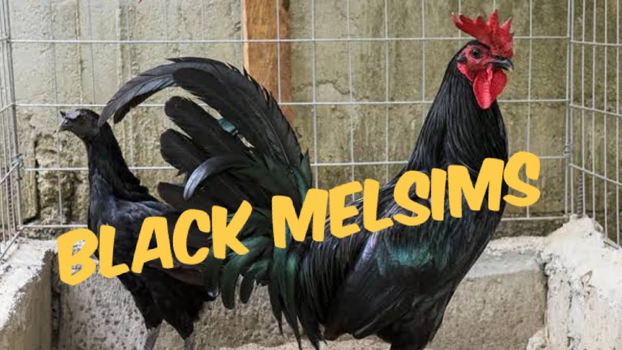 MELSIMS BLACK PULLET