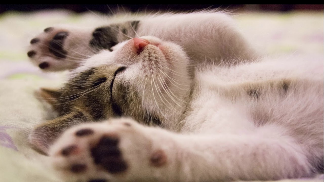 Relaksasi Musik dengan dengkuran kucing ( Music relaxation