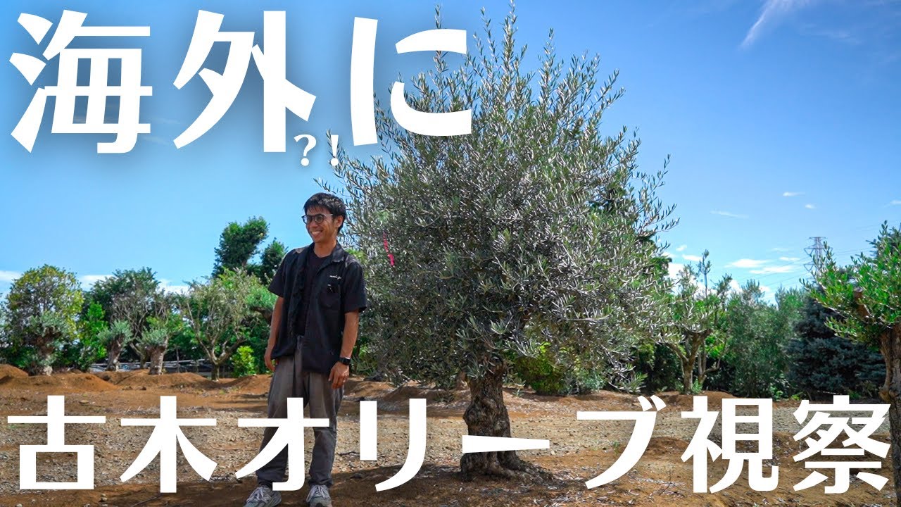 見渡す限り古木オリーブの楽園。輸入します！？