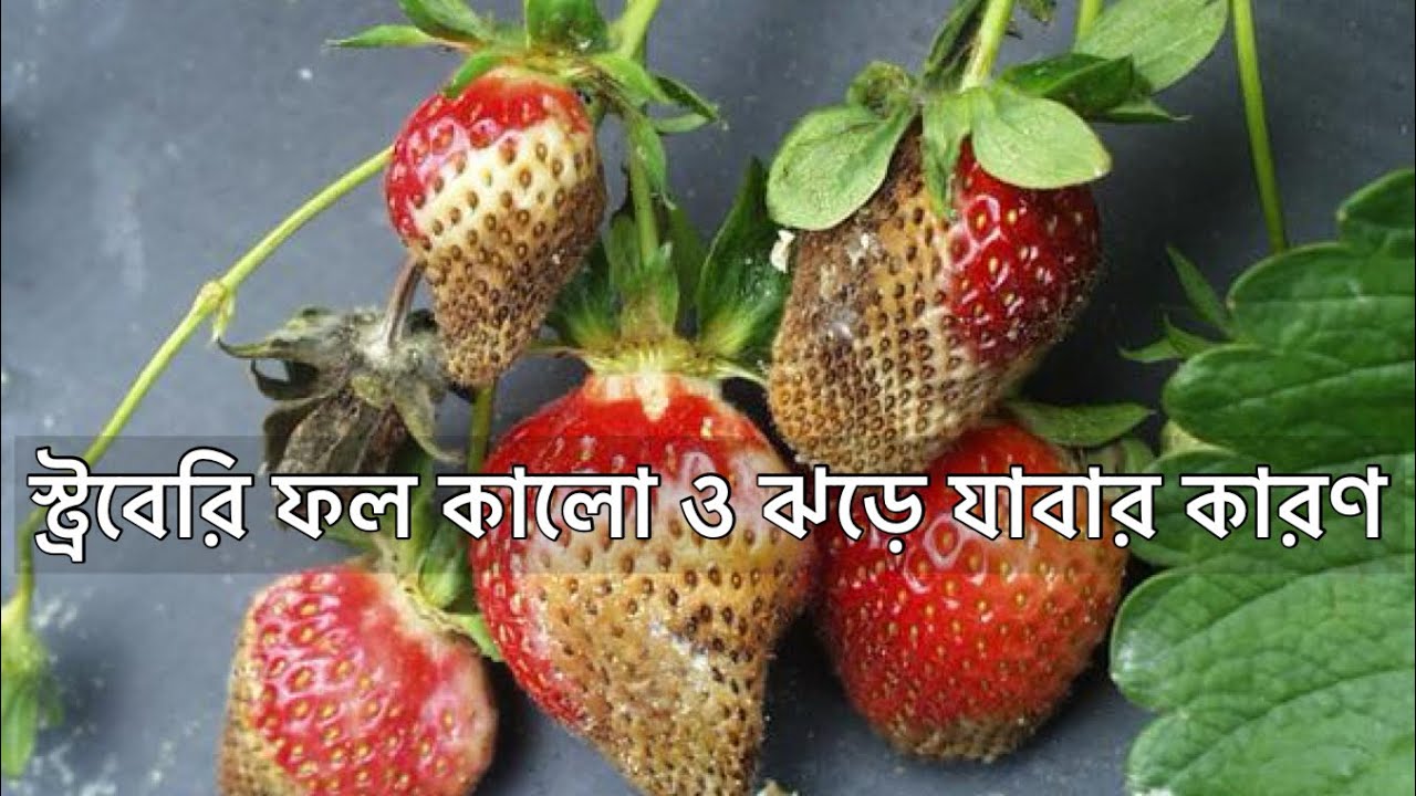 স্ট্রবেরি গাছের ফল কালো ও ফুল ঝড়ে যাবার কারণ ও সমাধান ? Strawberry plants care | Gardening Tips 