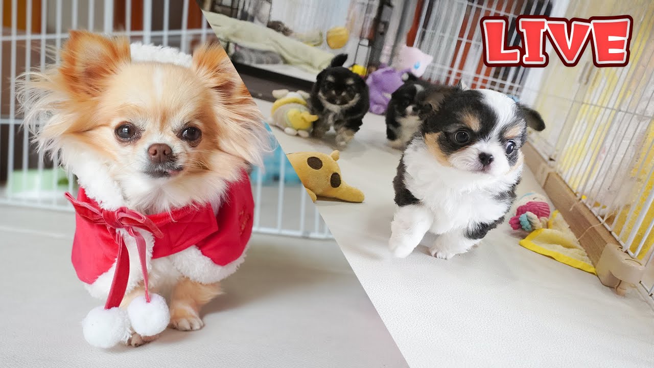 【Live】クリスマスなので生後43日のチワワ兄妹へ名前をプレゼント🎁オヤツにみんなでローストビーフを喰らう【ブリーダー】