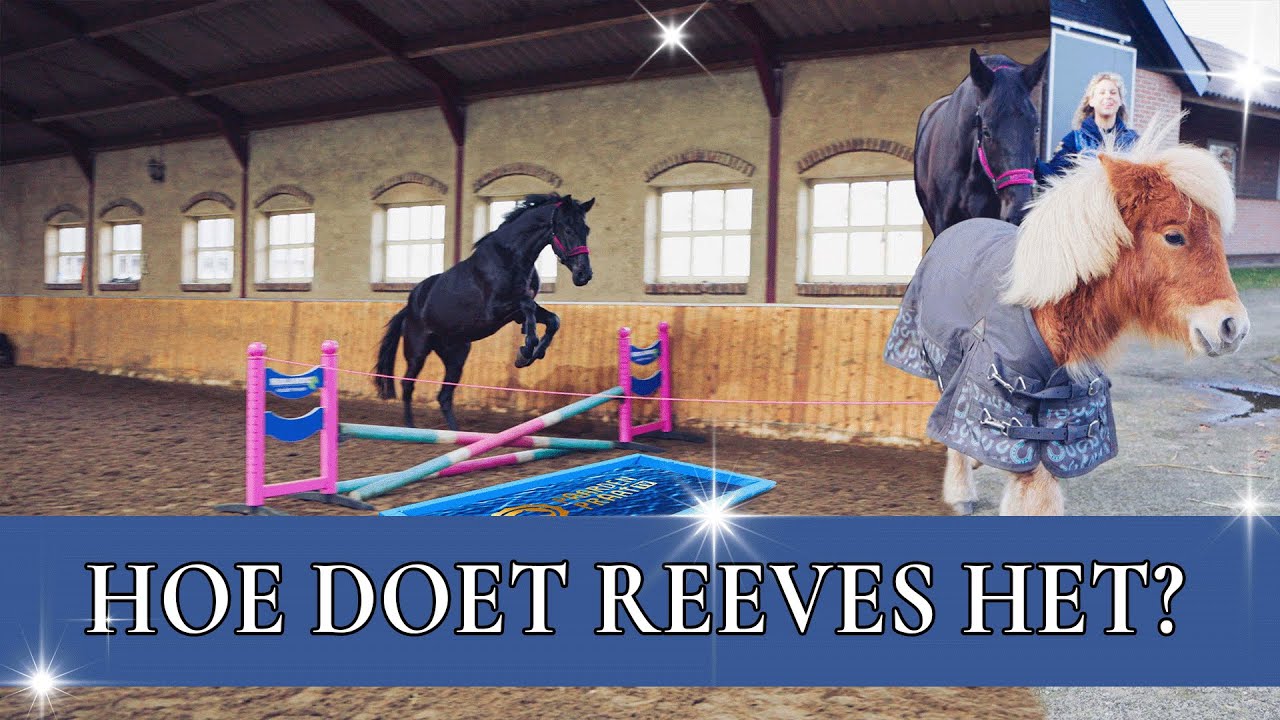 Mijn jonge paard probeert VRIJSPRINGEN!💥 | PaardenpraatTV