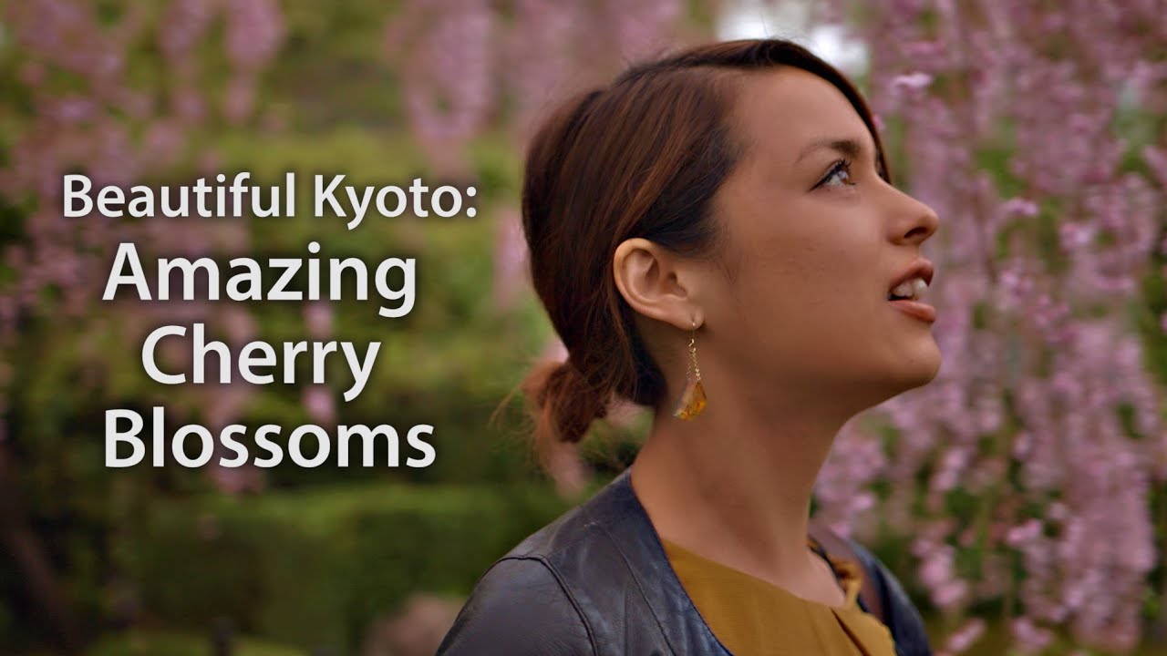 Beautiful Kyoto: Amazing Cherry Blossoms (Sakura 2015)