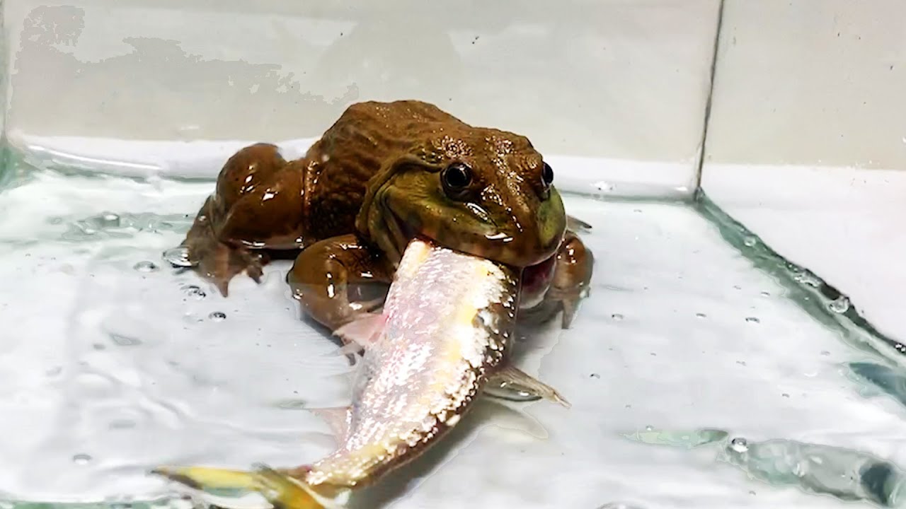 Is this okay？Fish-eating African bullfrog【WARNING LIVE FEEDING】