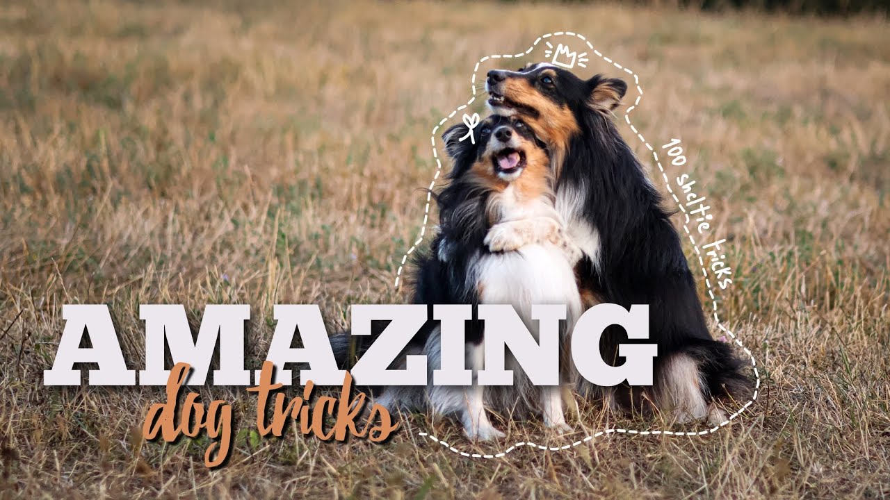 Amazing Dog Tricks by two shelties!