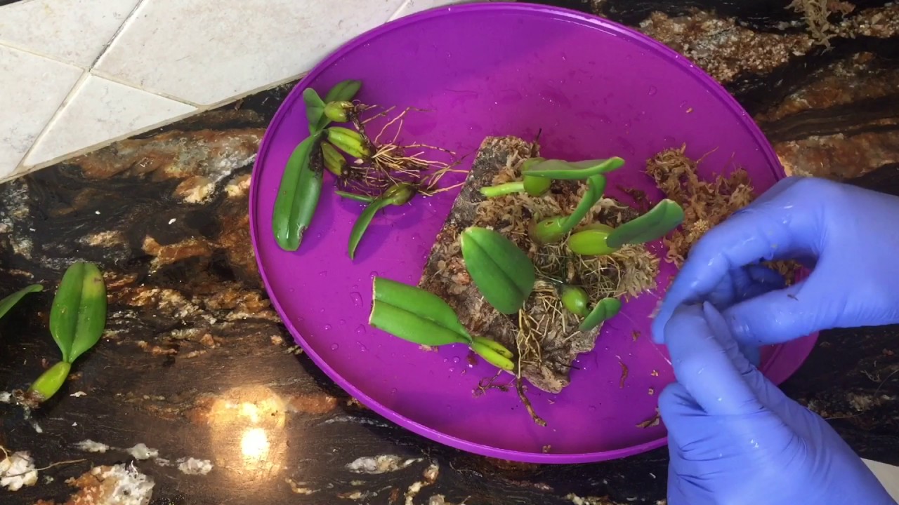 Пересадка Бульбофиллума на блок. Bulbophyllum fascinator. Мой уход.Орхидеи га блоках