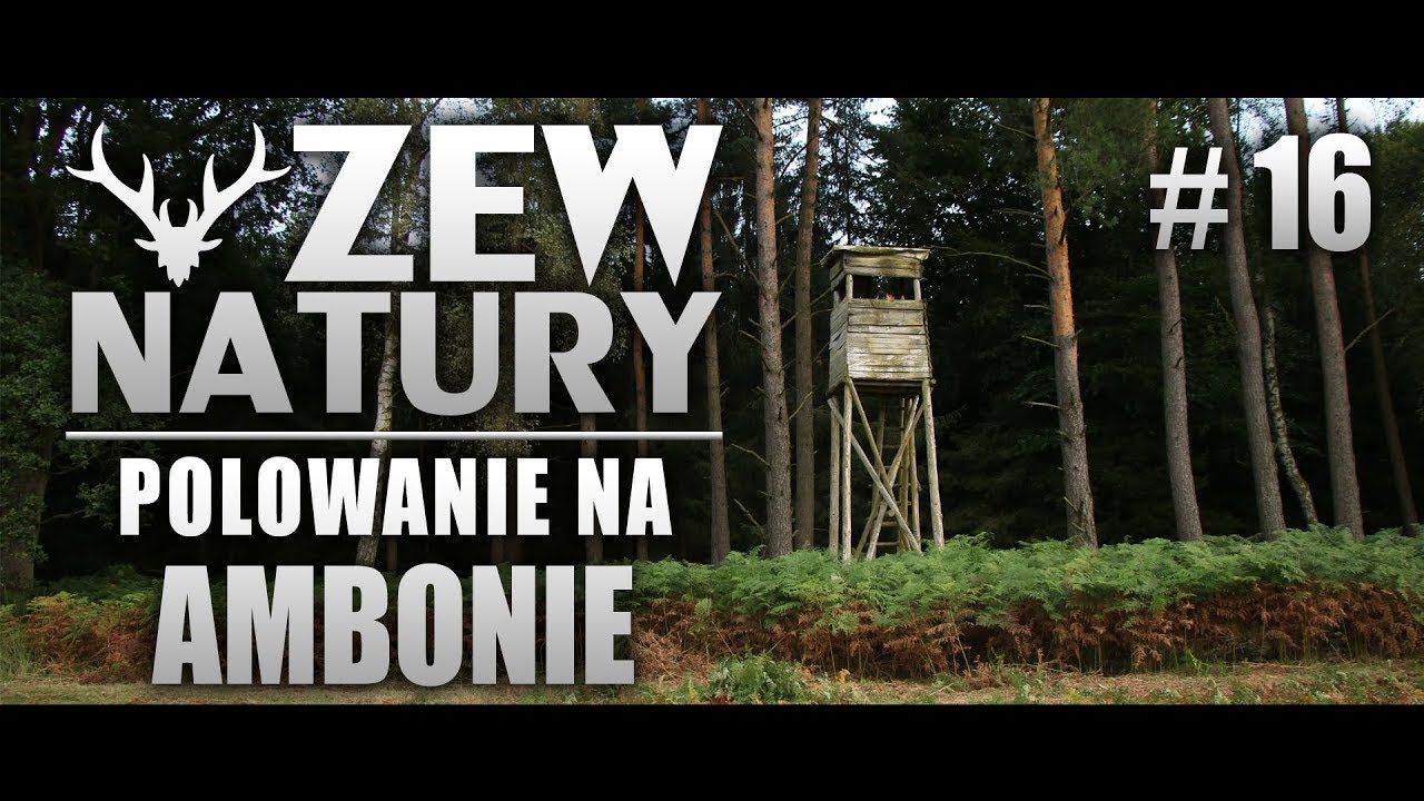 Zew Natury #16 - Polowanie z ambony
