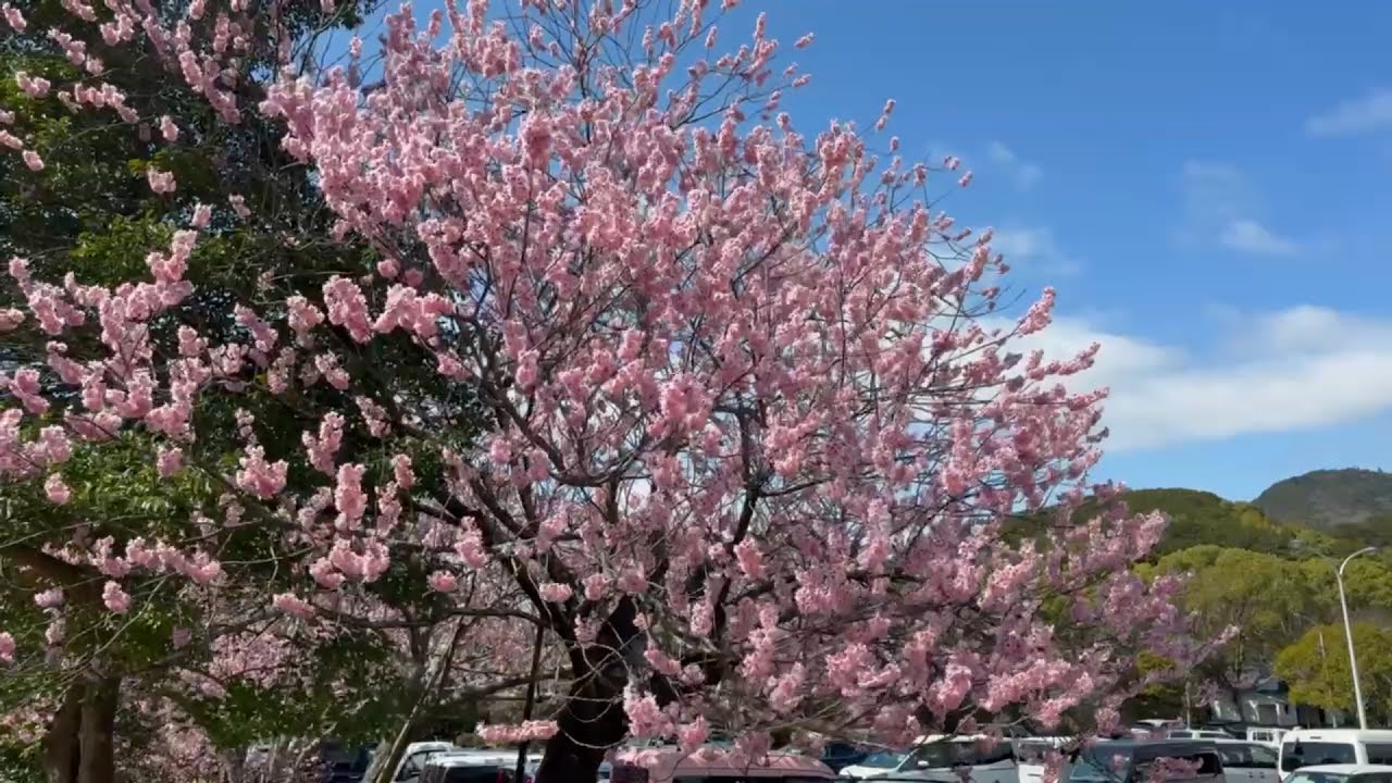 2026/02/28　椿寒桜超超超超満開！　南楽園ファミリーパーク　その２　〜愛媛県宇和島市〜