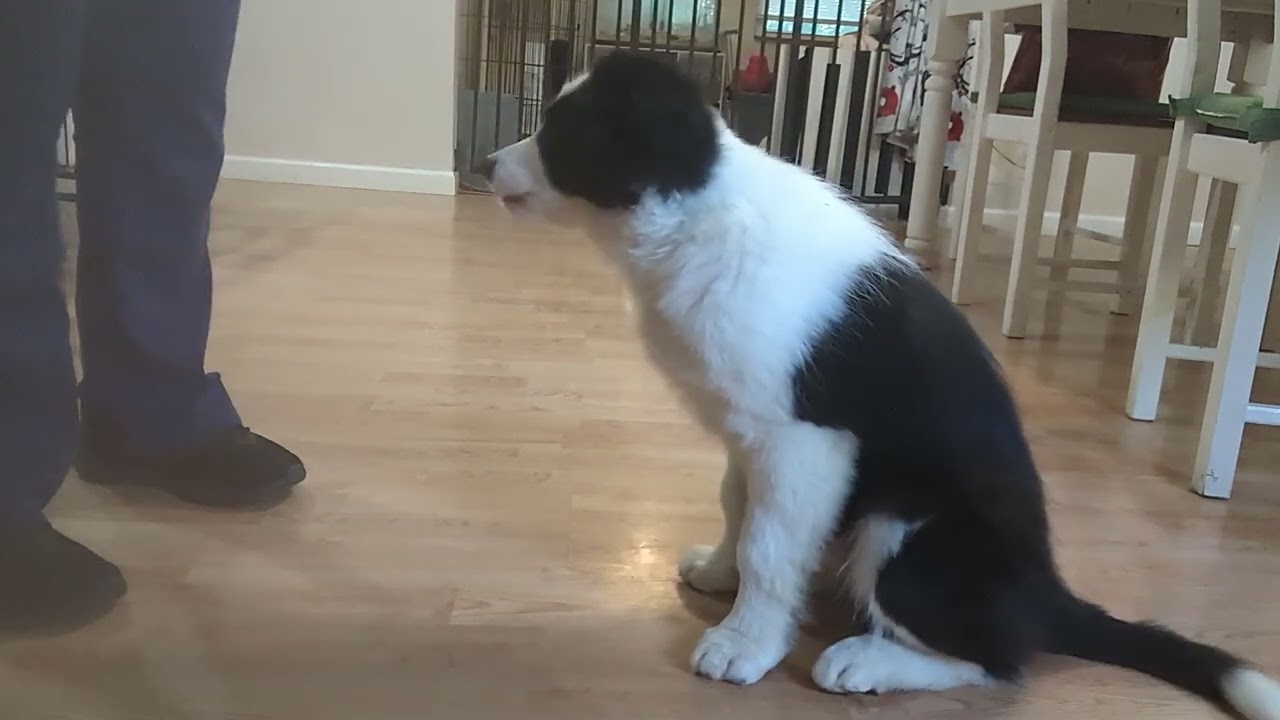 tricks with Lou instructions for sit, down, roll, over, Spin, Twist