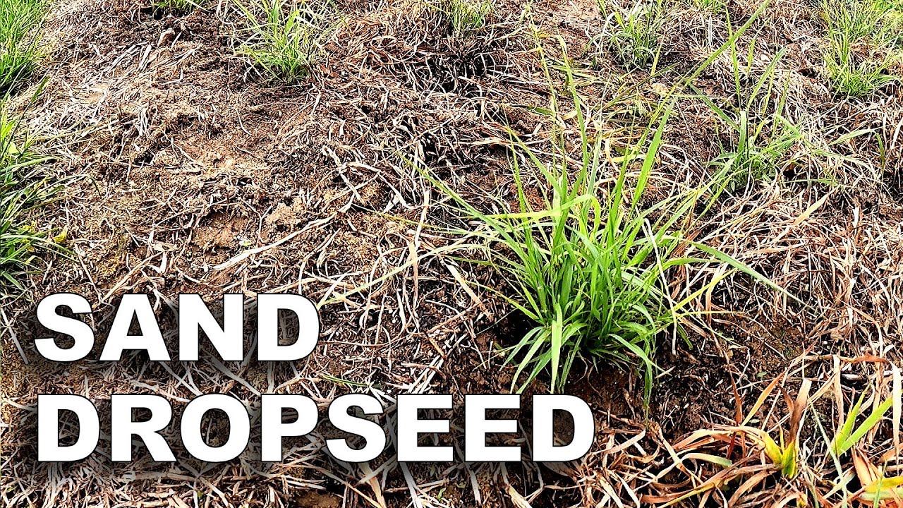 Planting Sand Dropseed in Prairie Grass Garden