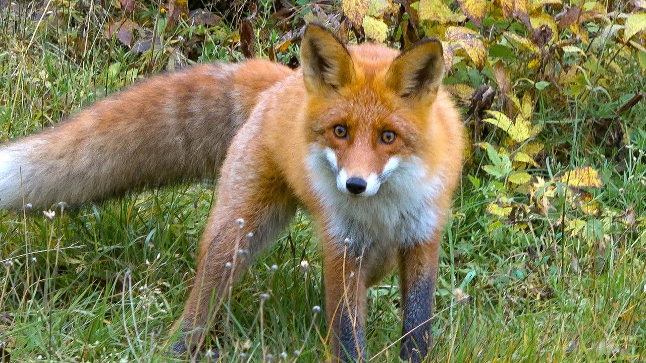 Friendly Fox in Finland