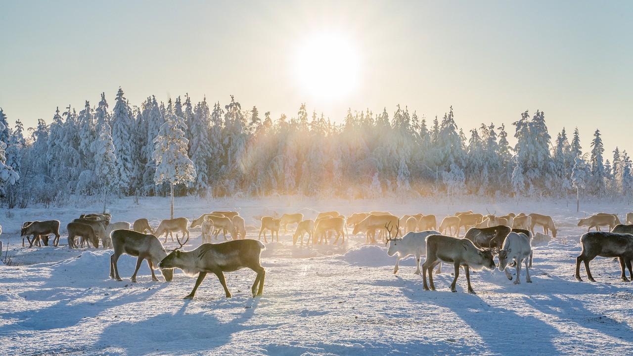 Naamisuvanto Safari & Fishing resort in Pello Lapland Finland: snowmobile excursions reindeer visits