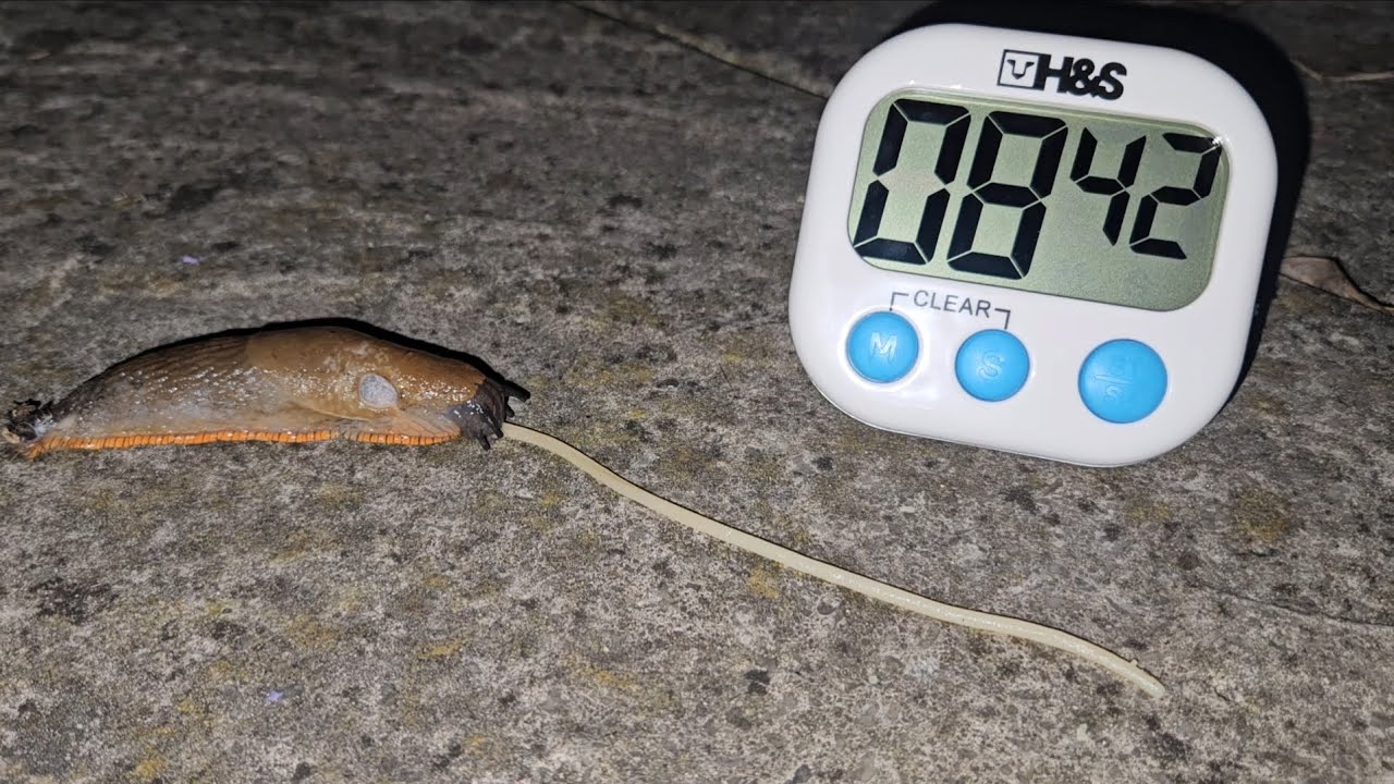 Slug Eating Spaghetti Time Lapse (With Stopwatch Timer)