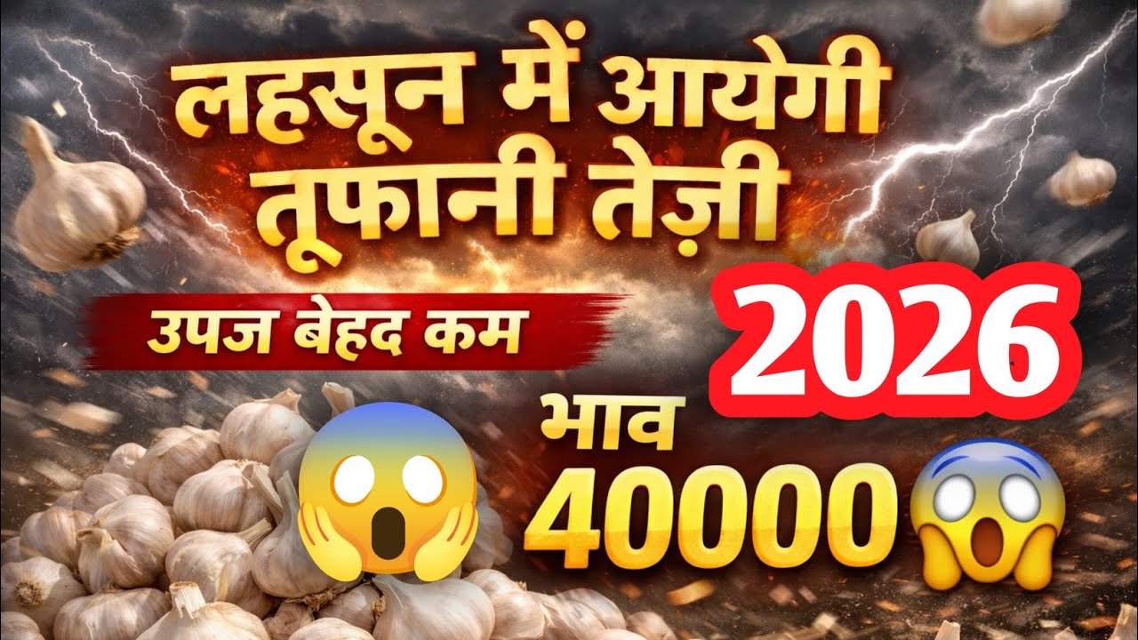 लहसून मे आयेगी तूफानी तेज़ी जानिए संपूर्ण जानकारी विस्तार से अंतर्राष्ट्रीय बाजार और घरेलू बाजारों 