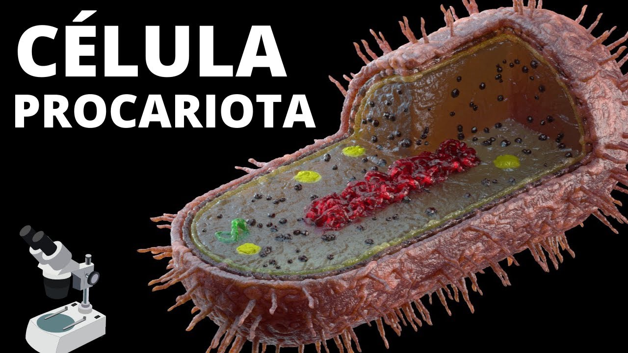 👩‍🏫La CÉLULA PROCARIOTA - Sus partes, organelos celulares, características y funcionamiento🦠