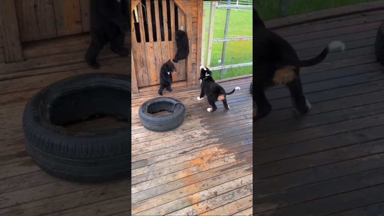 🐻🐻🐻OMG!!! Bear cub VS Dog😱😱😱  #kitten #foryou #fpy #cute #bear #bearcub  #zoo #adorable