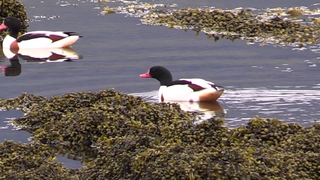 Isle Of Mull Wildlife May 2014