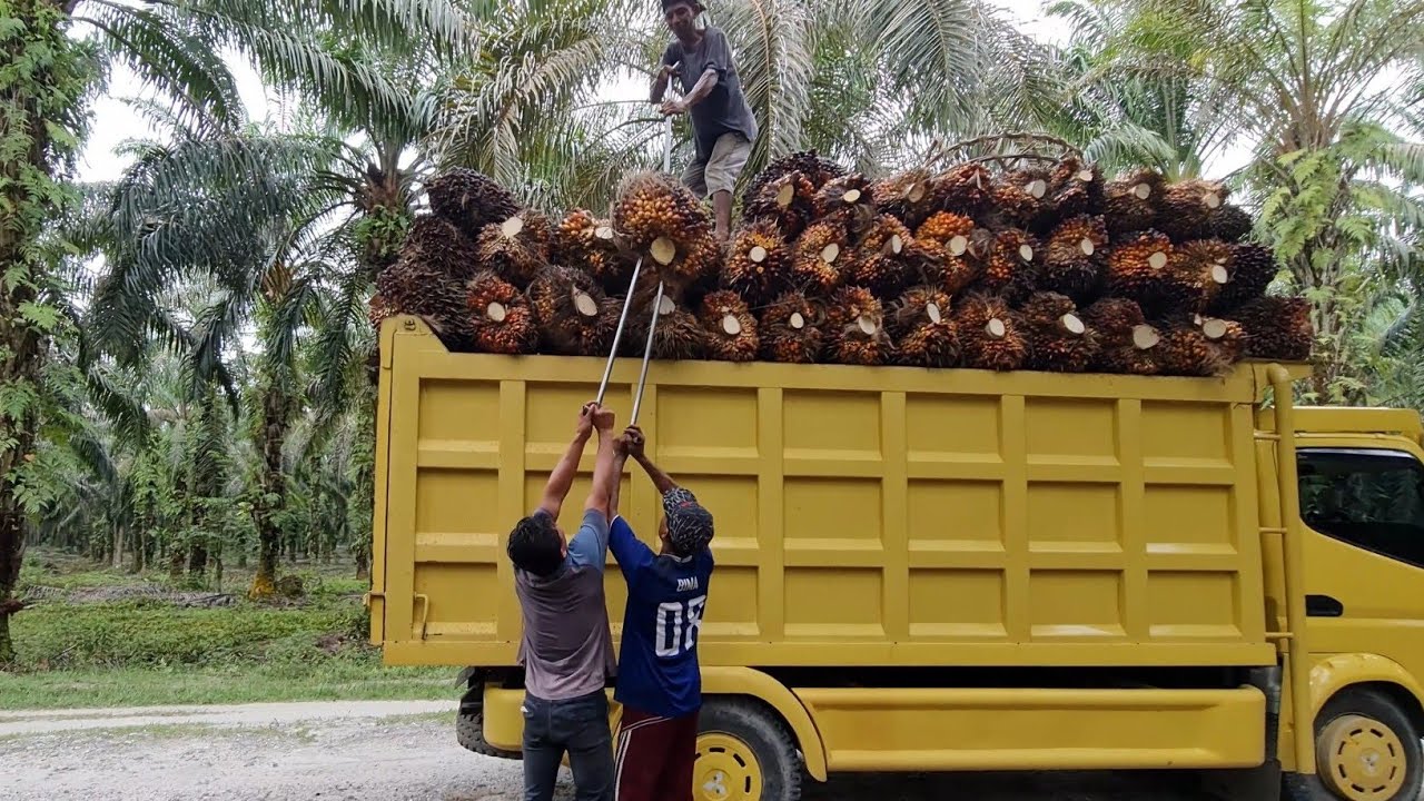 ALASAN TIGA SURYA TIDAK PERNAH MUAT SAWIT SAMPAI TINGGI