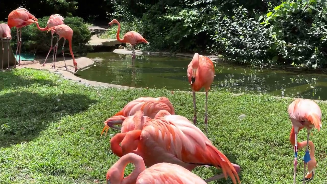 Columbus Zoo & Aquarium #flamingo Exhibit 2022