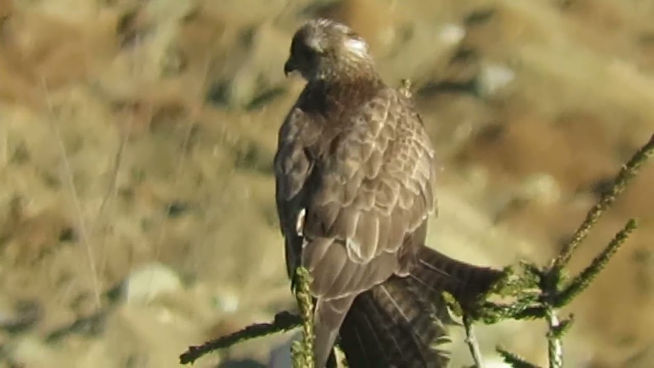 Bozdoğan av gözlüyor