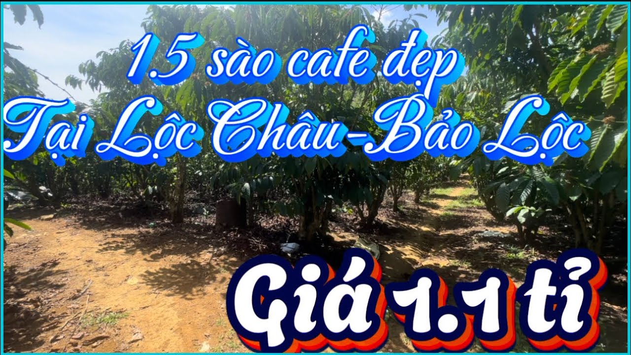 Chủ cần bán 1.5 sào cafe đẹp tại Lộc Châu( phường 3 Bảo Lộc)🔝đất bằng triền đẹp🔝giá 1.1 tỉ 