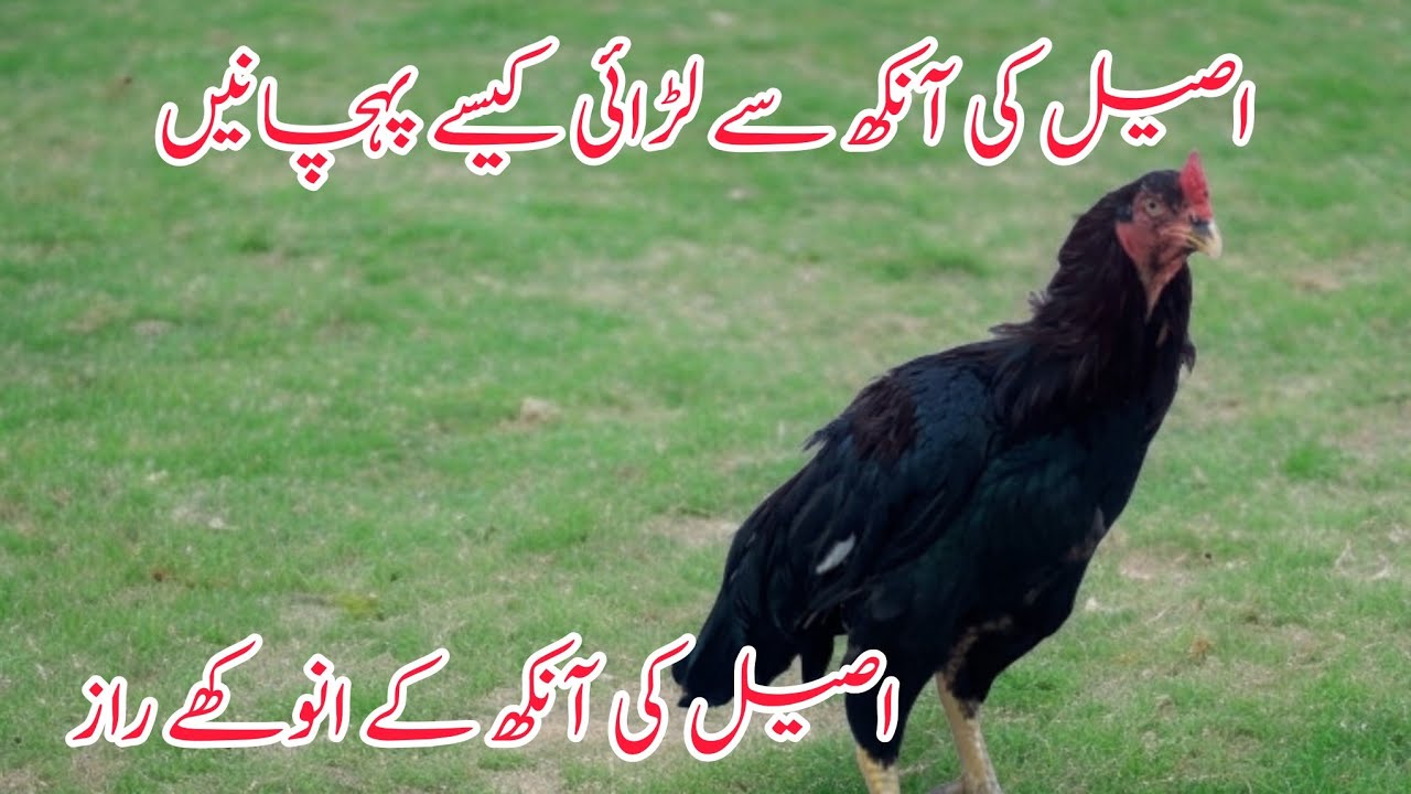 Aseel ki Aankh ki pehchan || Aseel ki aankh sy larrai kaisy pehchanain
