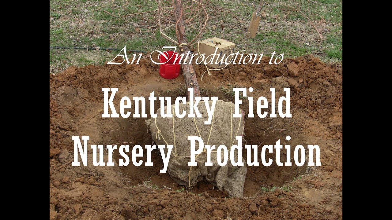 An Introduction to Kentucky Field Nursery Production