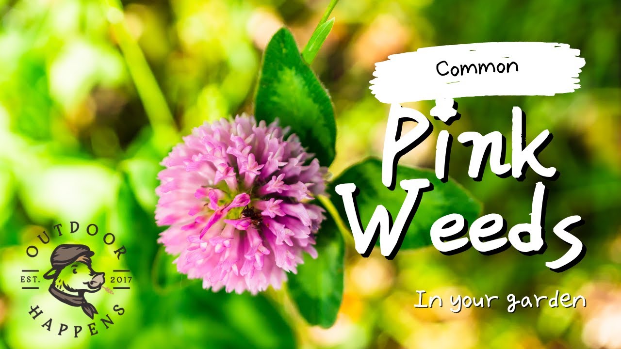 7 Common Pink Flowering Weeds In Your Garden - Weed Identification