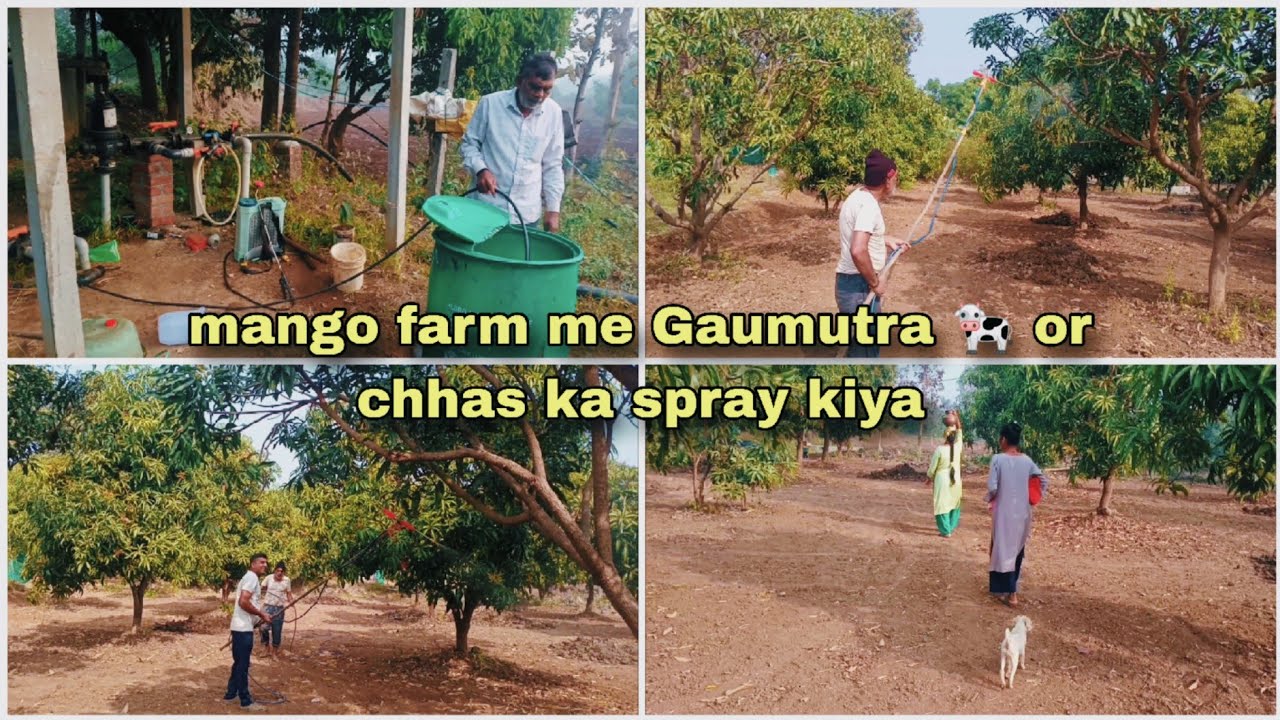 Aam 🥭  kheti me purana nushkha: Gau Mutra , Chhas or Besan ka kamal