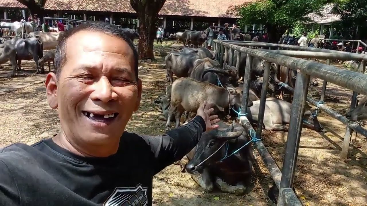 UPDATE HARGA KERBAU DI PASAR HEWAN PURWAKARTA SENIN 1 SEPTEMBER 2025