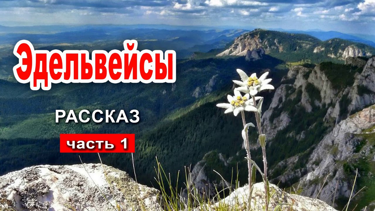 🔴Эдельвейсы.  Очень интересный рассказ 2020 Часть 1