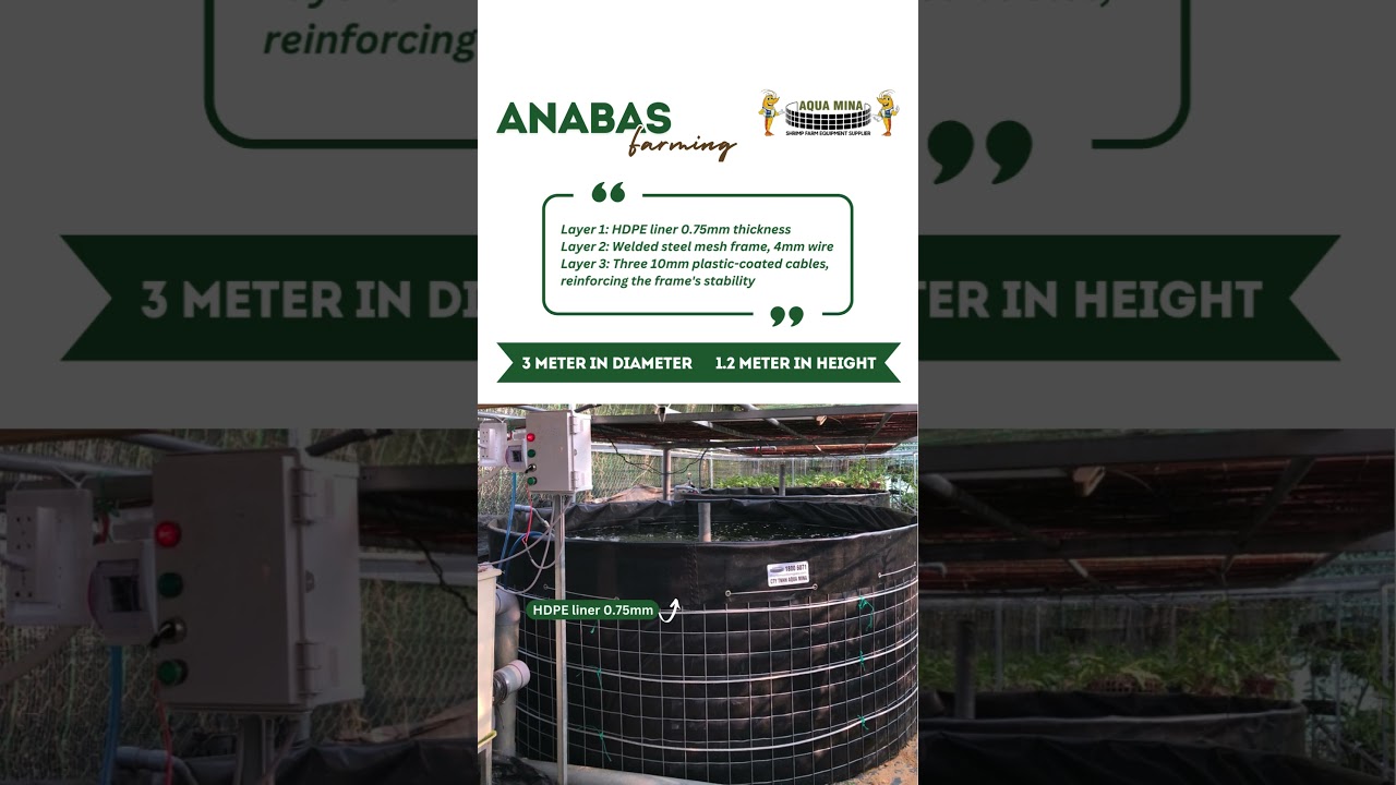 | 𝐀𝐐𝐔𝐀 𝐌𝐈𝐍𝐀 | 𝐀𝐍𝐀𝐁𝐀𝐒 𝐅𝐀𝐑𝐌𝐈𝐍𝐆 𝐈𝐍 𝐀𝐐𝐔𝐀 𝐌𝐈𝐍𝐀 𝐑𝐎𝐔𝐍𝐃 𝐓𝐀𝐍𝐊 | #fishfarming #roundtank #aquamina