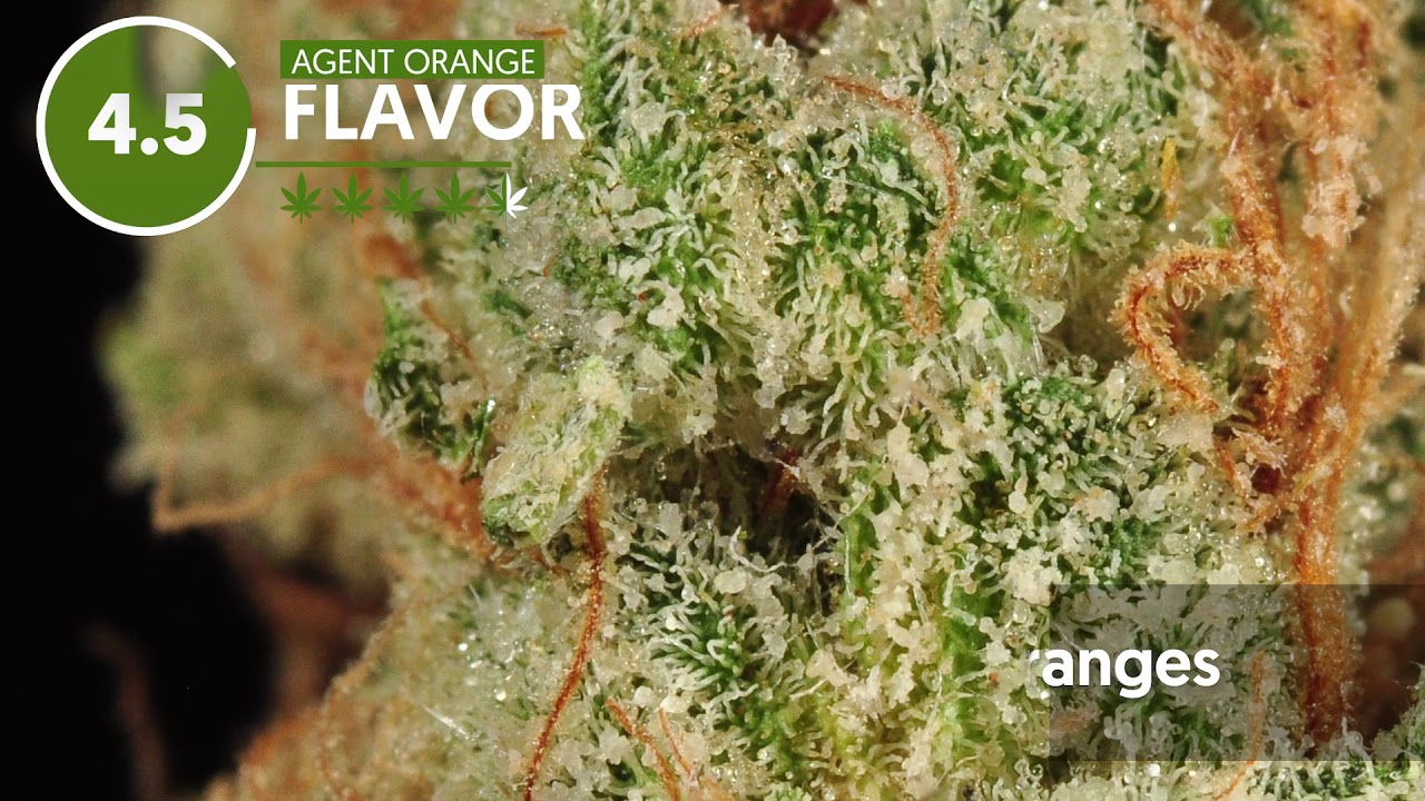 Strain Profile: Agent Orange
