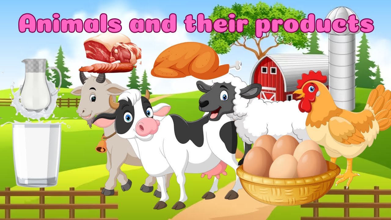 Animals and their products | animals products | animals use | animals for kids | kids vocabulary