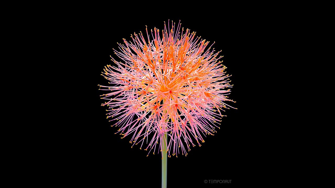 Blooming Flower Timelapse (